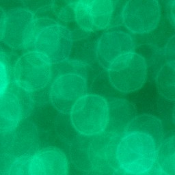 Bokeh-439